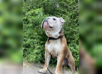 Englische Bulldogge,  7 Jahre alt, Rüde