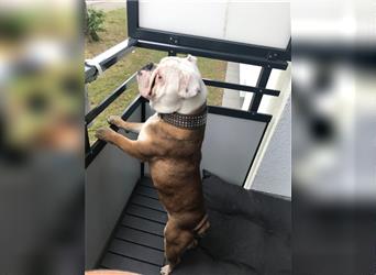 Englische Bulldogge,  7 Jahre alt, Rüde