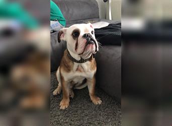 Englische Bulldogge,  7 Jahre alt, Rüde