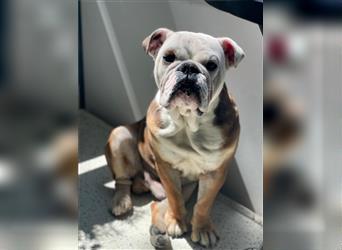 Englische Bulldogge,  7 Jahre alt, Rüde