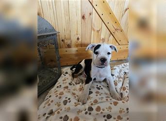 Englische Bulldogge / Boxer Mix Welpen