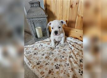 Englische Bulldogge / Boxer Mix Welpen