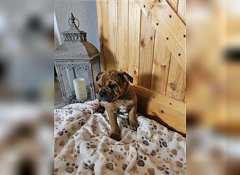 Wir dürfen jetzt ausziehen.Englische Bulldogge / Boxer Mix Welpen