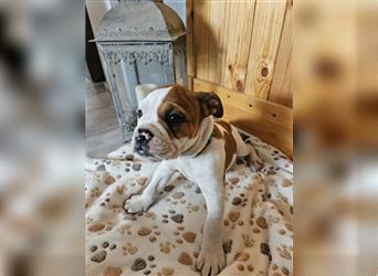 Englische Bulldogge / Boxer Mix Welpen