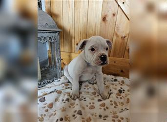 Englische Bulldogge / Boxer Mix Welpen