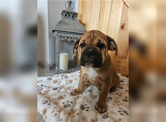 Englische Bulldogge / Boxer Mix Welpen