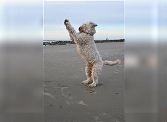 Goldendoodle Rüde