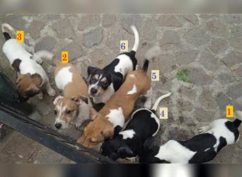 Jack Russell Terrier welpen mit CHIP/Eu-Pass AB SOFORT nur 2 Hündinnen