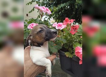 Jack Russell Terrier welpen mit CHIP/Eu-Pass AB SOFORT nur 2 Hündinnen