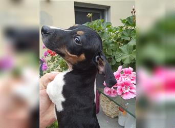 Jack Russell Terrier welpen mit CHIP/Eu-Pass AB SOFORT