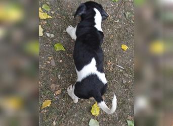 Jack Russell Terrier welpen mit CHIP/Eu-Pass AB SOFORT