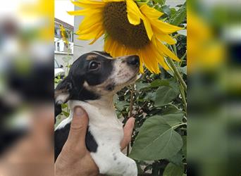 Jack Russell Terrier welpen mit CHIP/Eu-Pass AB SOFORT