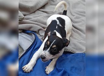 Jack Russell Terrier welpen mit CHIP/Eu-Pass AB SOFORT nur 2 Hündinnen