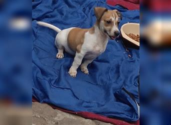 Jack Russell Terrier welpen mit CHIP/Eu-Pass AB SOFORT nur 1 Hündinn