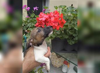 Jack Russell Terrier welpen mit CHIP/Eu-Pass AB SOFORT