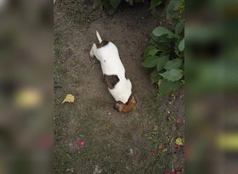 Jack Russell Terrier welpen mit CHIP/Eu-Pass AB SOFORT nur 2 Hündinnen