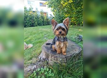 Yorkiepoo Welpen