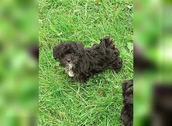 Yorkiepoo Welpen