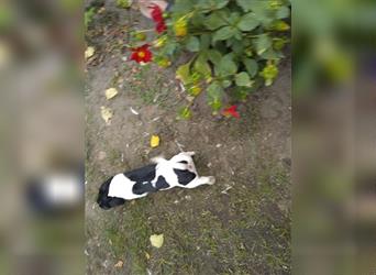 Jack Russell Terrier HÜNDIN mit CHIP/Eu-Pass AB SOFORT