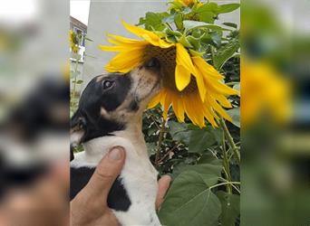 Jack Russell Terrier HÜNDIN mit CHIP/Eu-Pass AB SOFORT