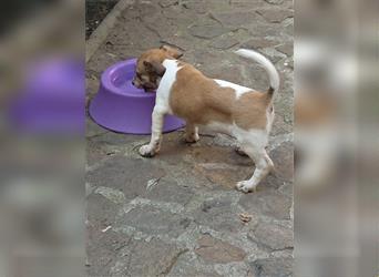 Jack Russell Terrier HÜNDIN mit CHIP/Eu-Pass AB SOFORT