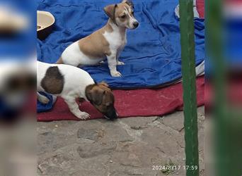 Jack Russell Terrier HÜNDIN mit CHIP/Eu-Pass AB SOFORT