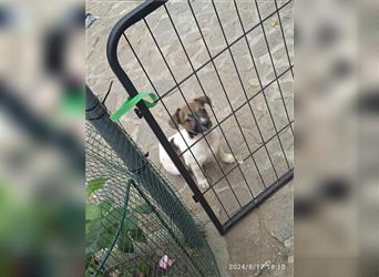 Jack Russell Terrier HÜNDIN mit CHIP/Eu-Pass AB SOFORT