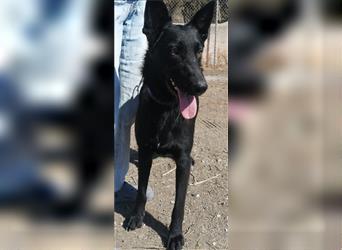 Traum-Hund Gris sucht seine Familie