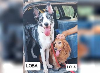 Liebste Loba sucht eine neue Familie