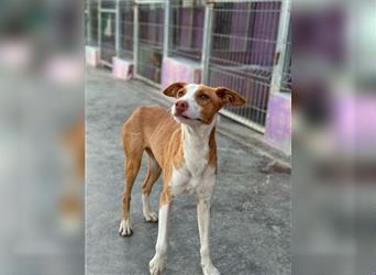 TIWI-ein wunderschöner Traumpodenco sucht das ganz große Glück