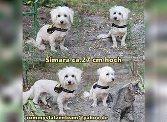 Simara sucht ein ruhiges Zuhause