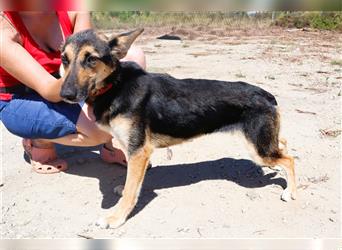 Arielle, Schäferhund-Mix, lieb und verträglich