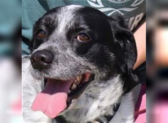 Axel, Mix Pointer / Border Collie / Dalmatiner