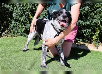 Axel, Mix Pointer / Border Collie / Dalmatiner