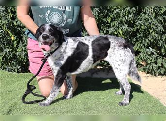 Axel, Mix Pointer / Border Collie / Dalmatiner