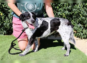 Axel, Mix Pointer / Border Collie / Dalmatiner