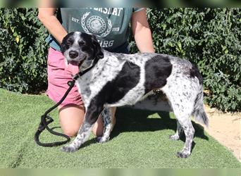 Axel, Mix Pointer / Border Collie / Dalmatiner