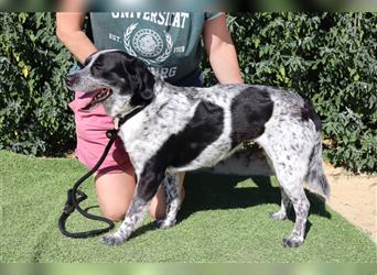 Axel, Mix Pointer / Border Collie / Dalmatiner