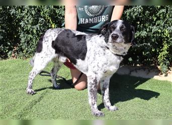 Axel, Mix Pointer / Border Collie / Dalmatiner