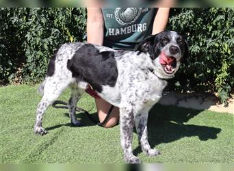 Axel, Mix Pointer / Border Collie / Dalmatiner