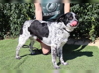 Axel, Mix Pointer / Border Collie / Dalmatiner