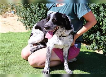 Axel, Mix Pointer / Border Collie / Dalmatiner