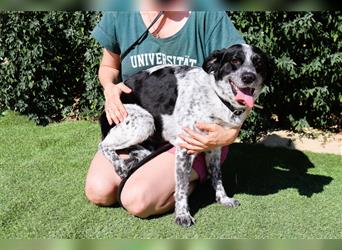 Axel, Mix Pointer / Border Collie / Dalmatiner