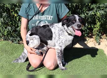 Axel, Mix Pointer / Border Collie / Dalmatiner