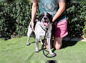 Axel, Mix Pointer / Border Collie / Dalmatiner