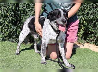 Axel, Mix Pointer / Border Collie / Dalmatiner