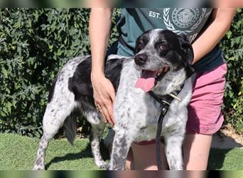 Axel, Mix Pointer / Border Collie / Dalmatiner