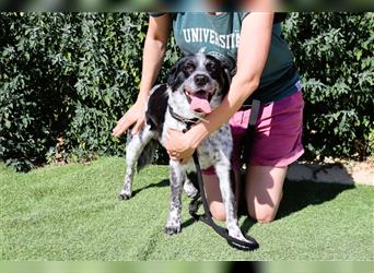 Axel, Mix Pointer / Border Collie / Dalmatiner