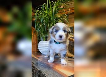 Traumhaft Australian shepherd welpen Showlinie aus familierer hobbyzucht genetisch frei mdr1++