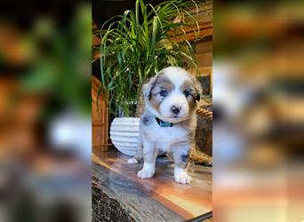 Traumhaft Australian shepherd welpen Showlinie aus familierer hobbyzucht genetisch frei mdr1++